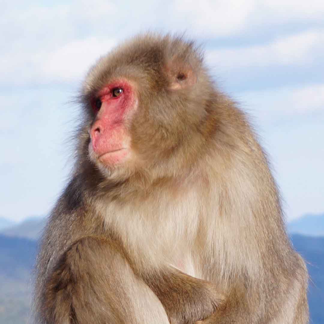 A monkey at Arashiyama Monkey Park